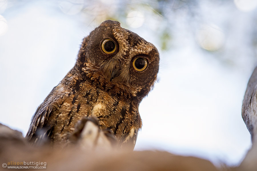 Madagascar Scops Owl - Kirindy, Madagascar