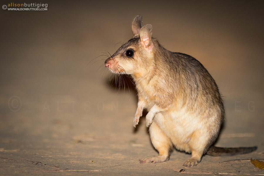 Giant Jumping Rat, Madagascar