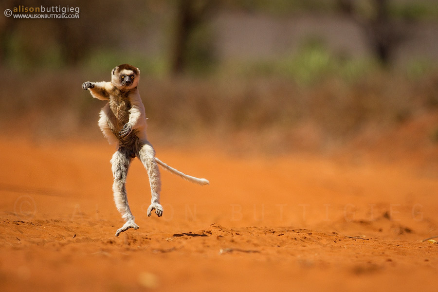 Strictly Come Dancing!  Verreaux's Sifaka, Berenty, Madagascar
