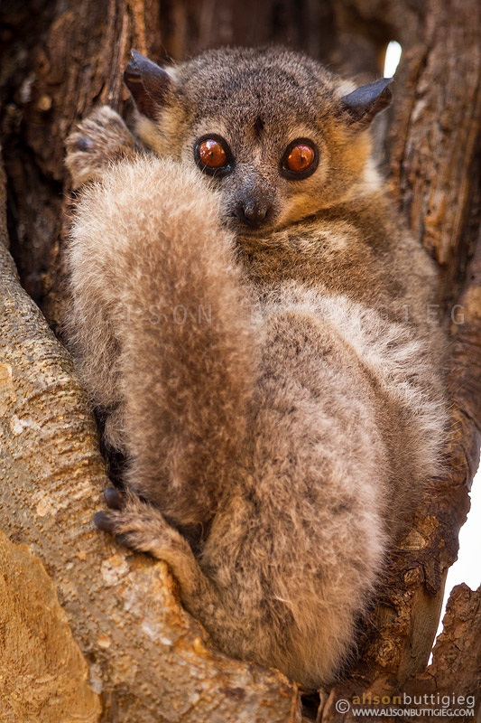 White-Footed Sportive Lemur - Berenty, Madagascar
