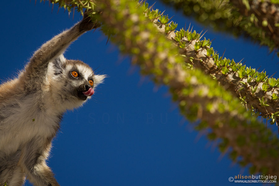 Ring-Tailed Lemur Breakfast