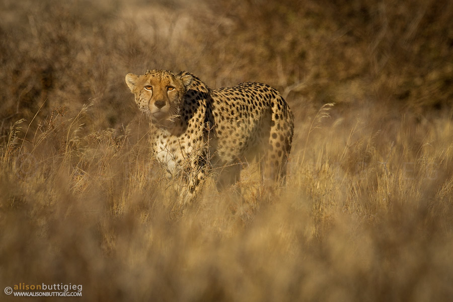Suspicious Cheetah - Mabuasehube, Botswana