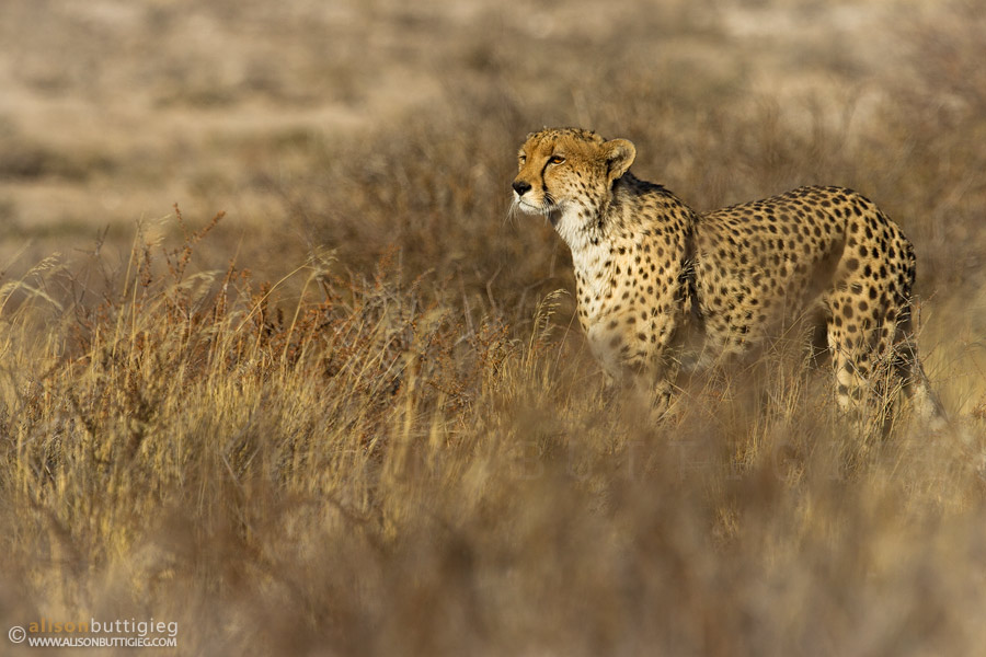 CH028 Cheetah - Mabuasehube, Botswana