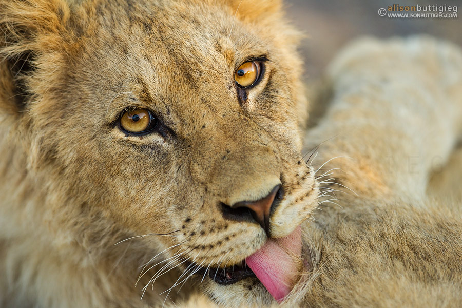 Young Lion, Mabuasehube, Botswana