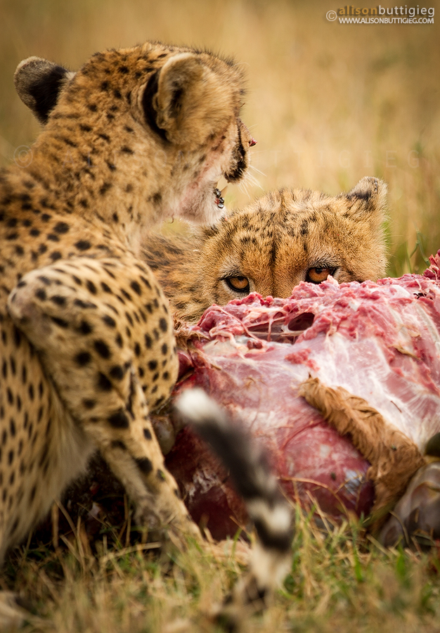 I've got my Eye on You - Cheetahs, Maasai Mara, Kenya