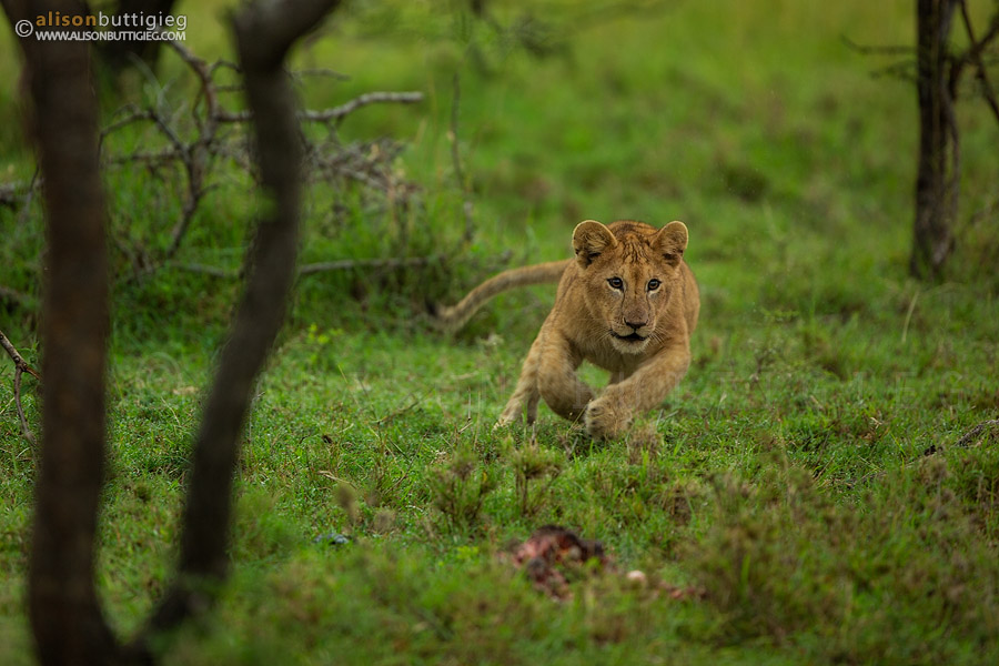 Lion cub chasing jackals of a kill - Naboisho, Masai Mara