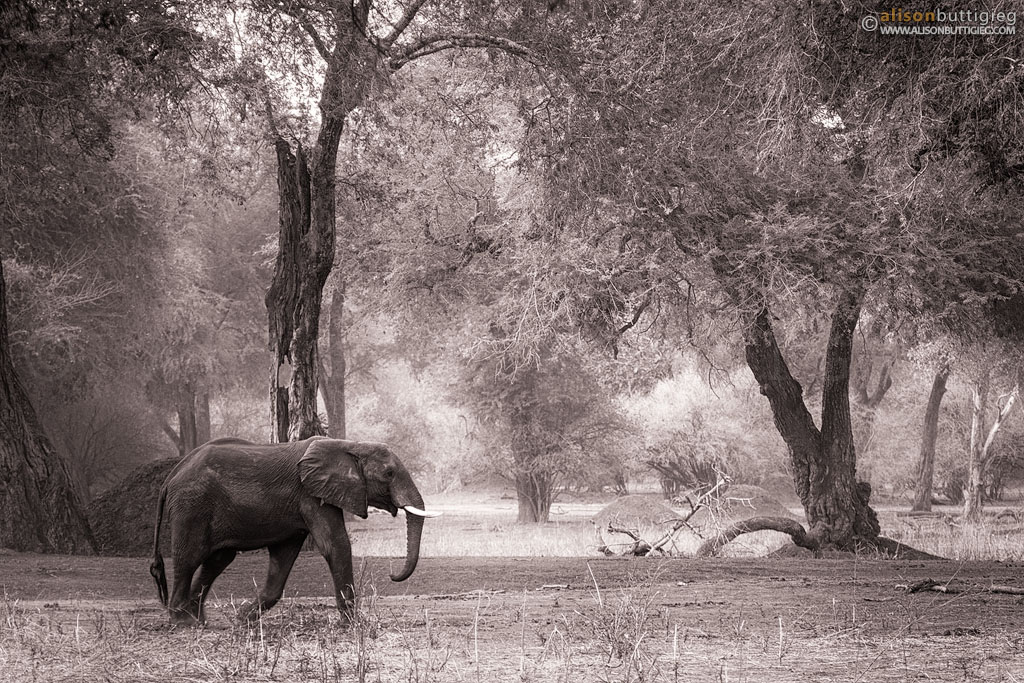 Elephant, Mana Pools, Zimbabwe