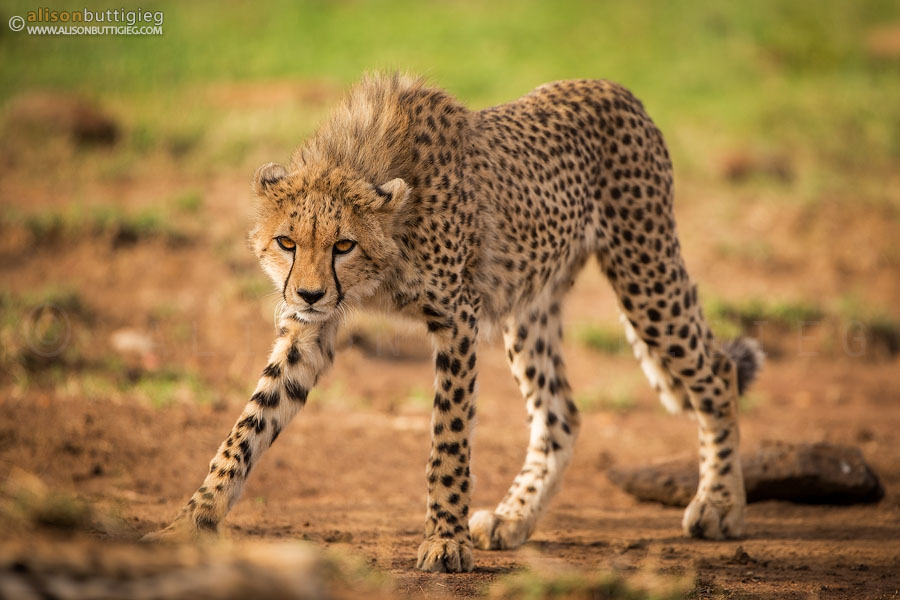 CH013 Karembo the Cheetah - Masai Mara, Kenya 
