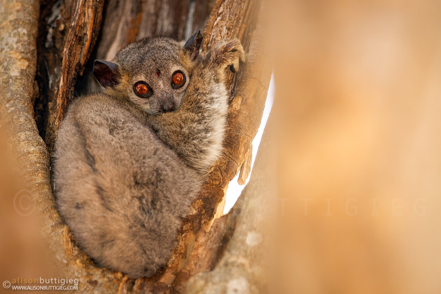 White Footed Sportive Lemur