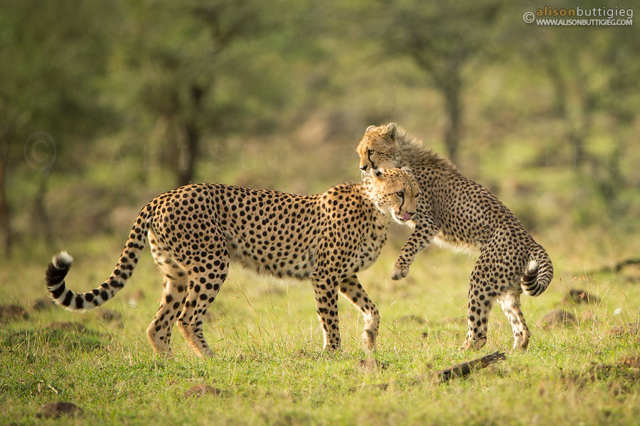 Cheetahs at play in the Masai Mara, Kenya
