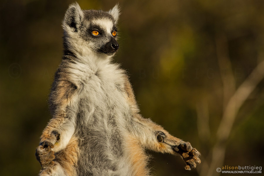 Ring Tailed Lemur, Berenty Reserve, Madagascar