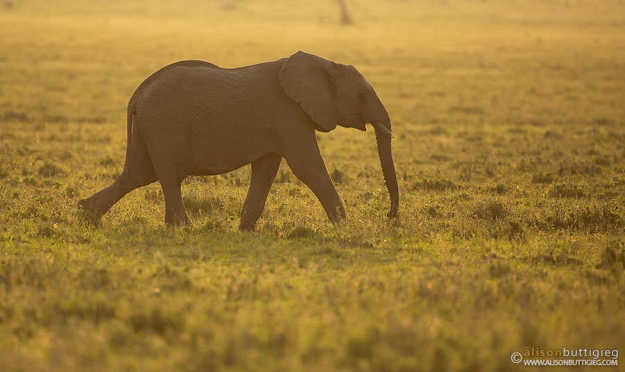 Elephant - Masai Mara, Kenya