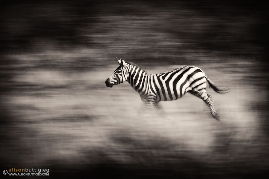 Running Zebra, Masai Mara, Kenya