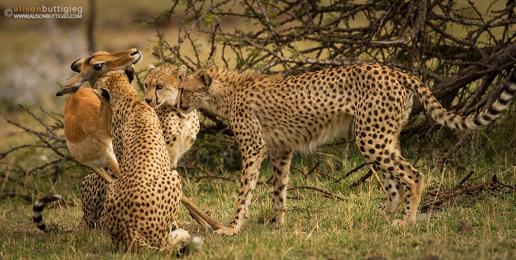Cheetahs and Impala - Masai Mara, Kenya