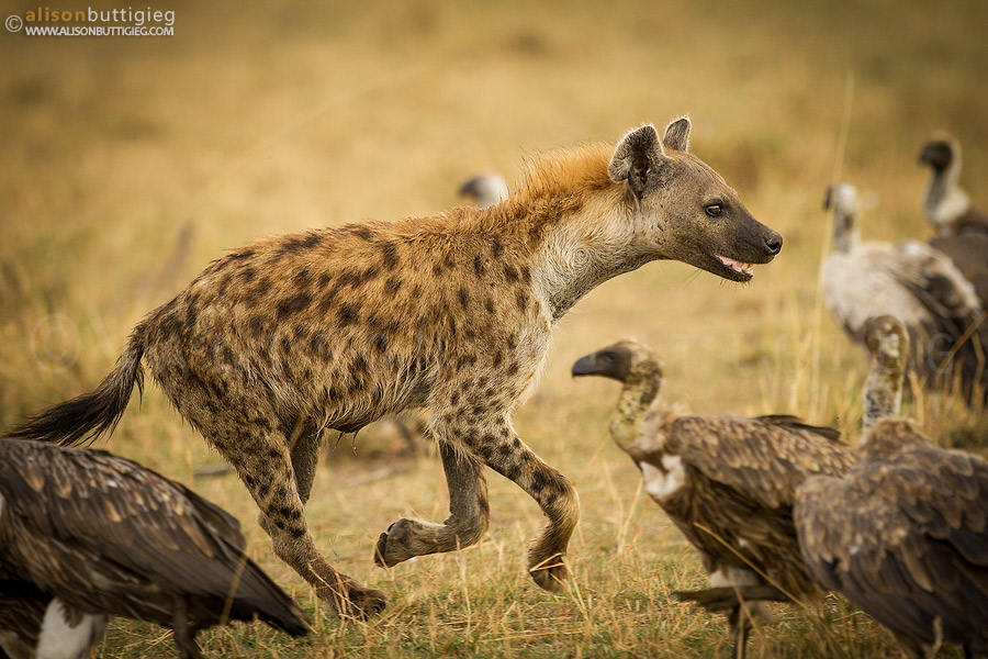 Hyena - Masai Mara, Kenya