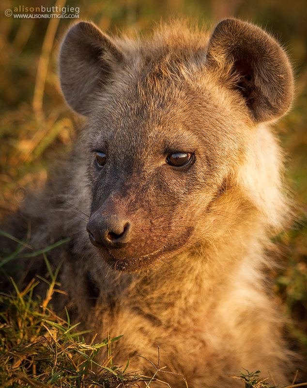 Pensive Hyena