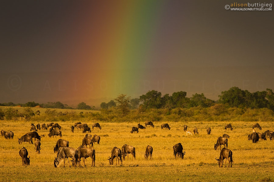 Wildebeest and Rainbow - Masai Mara, Kenya