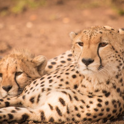 meet-amani-the-cheetah-and-her-cub-masai-mara-hd