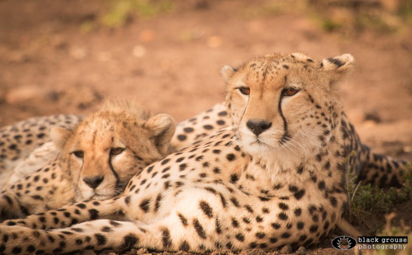 Video: Amani the Cheetah and her cub | Alison Buttigieg Wildlife Photography