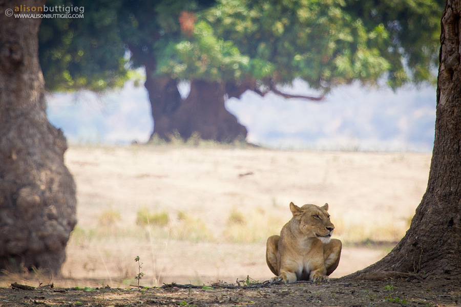 Lioness in Mana Pools