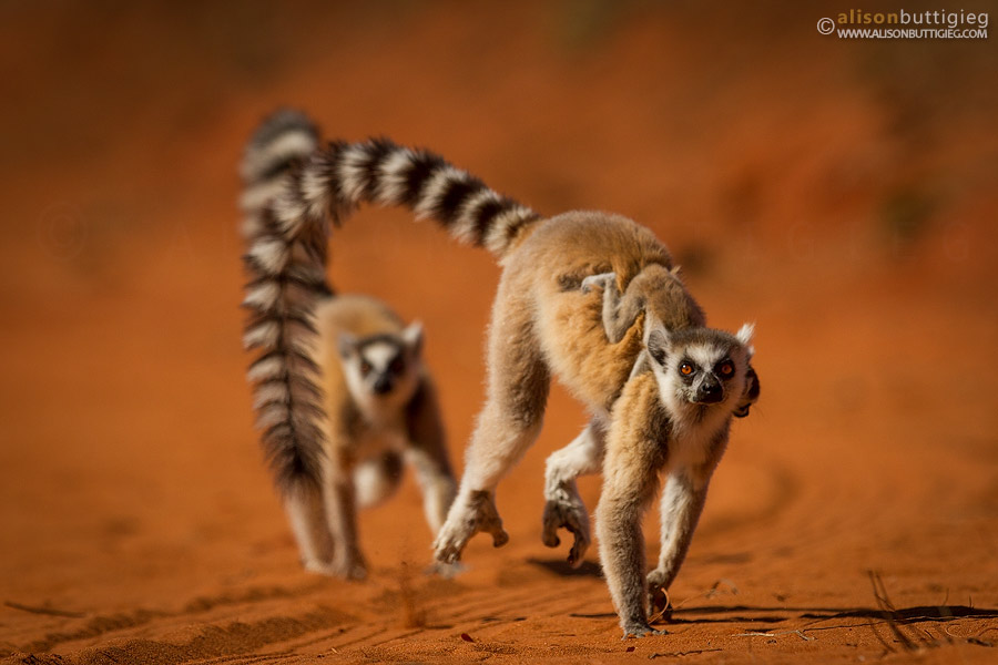 Ring Tailed Lemurs in a hurry