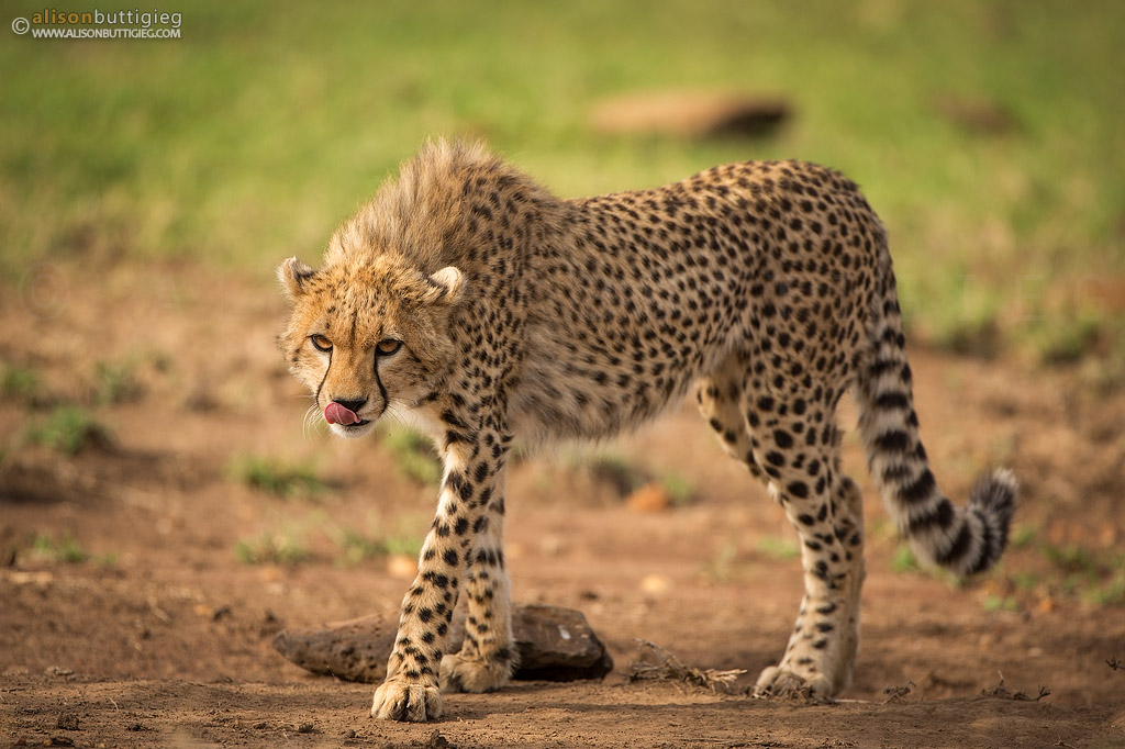 Amani's Cub - Masai Mara, Kenya