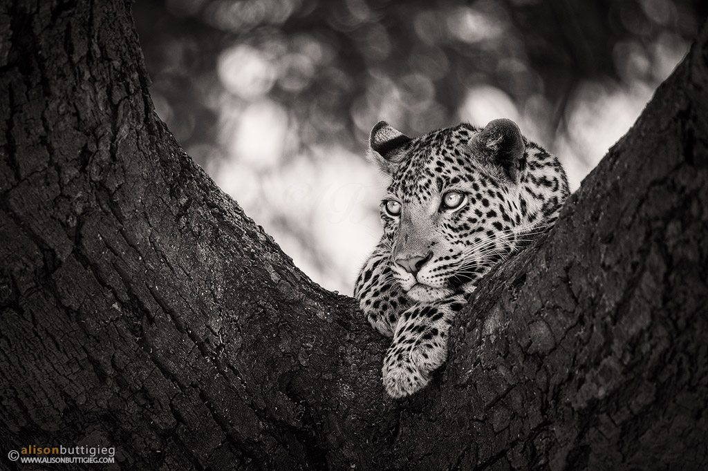 Pondering Leopard, Chobe, Botswana