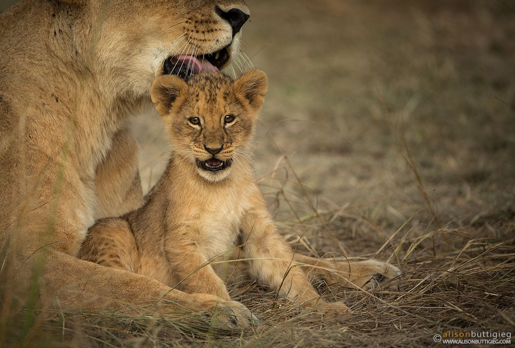Lion Cub - Masai Mara, Kenya