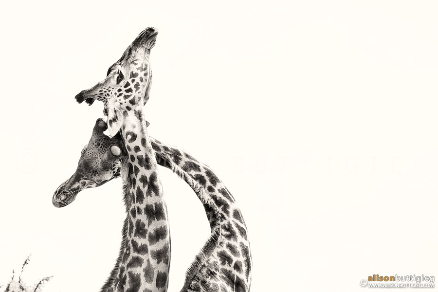 Jostling Giraffes