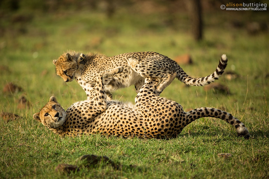 Amani and her youngster playing in the Masai Mara, Kenya