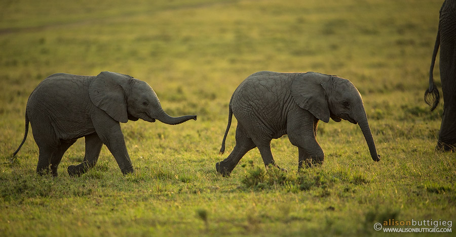 Wait for me! Elephants, Masai Mara, Kenya