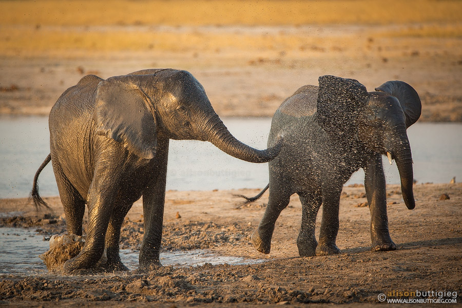 Elephants playing in Hwange, Zimbabwe