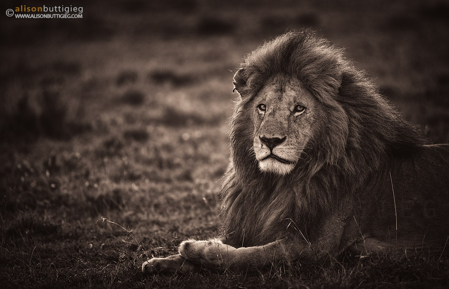 Lion in the Masai Mara, Kenya
