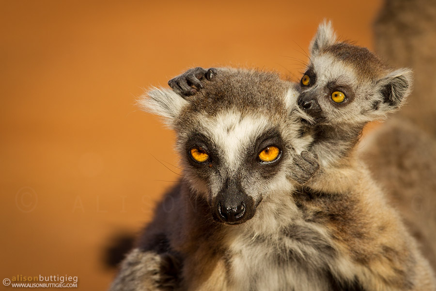 Ring-Tailed Lemurs, Berenty, Madagascar
