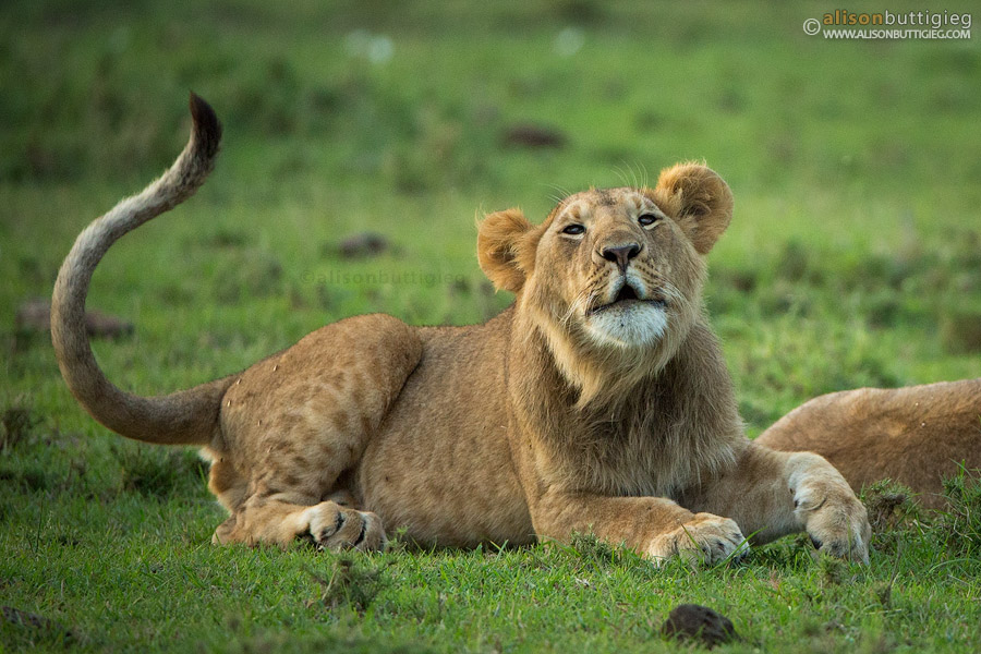 Roaring Lion - Masai Mara, Kenya