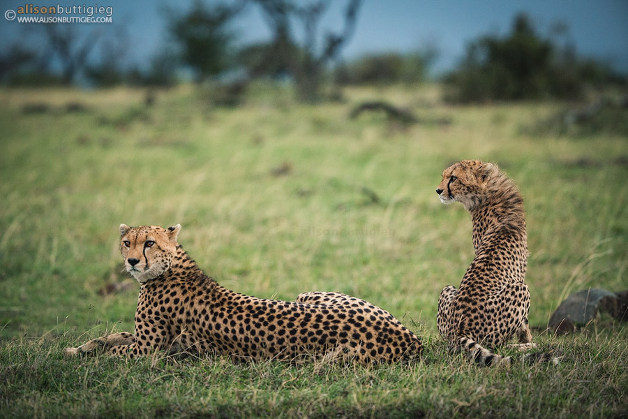 CH016 Amani the cheetah and Karembo - Masai Mara, Kenya