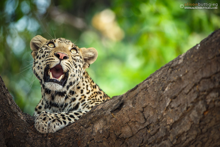 Curious Leopard, Chobe, Botswana