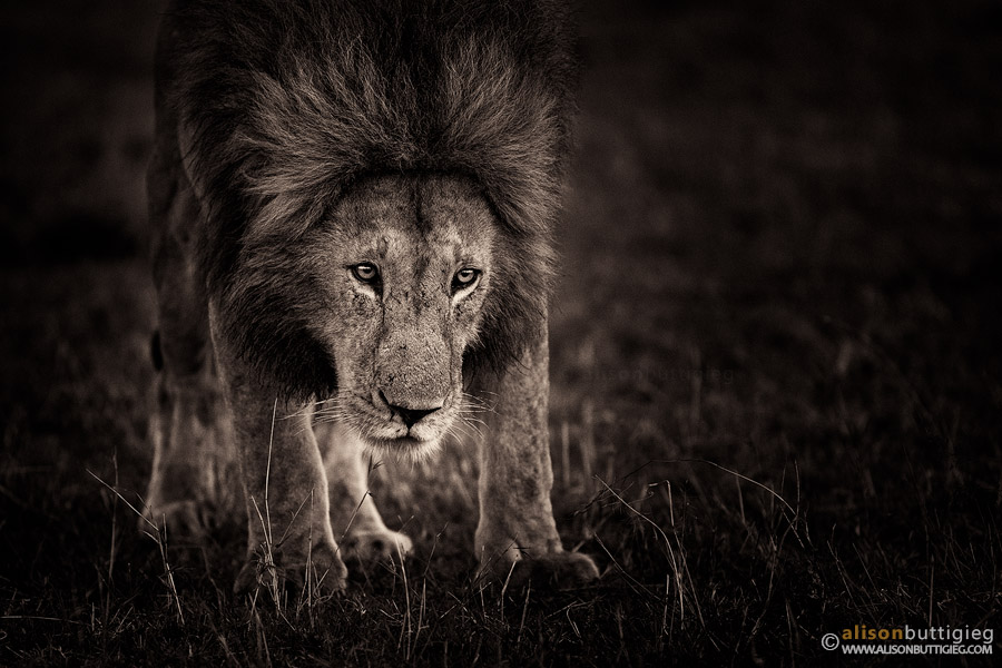 Lion - Masai Mara, Kenya