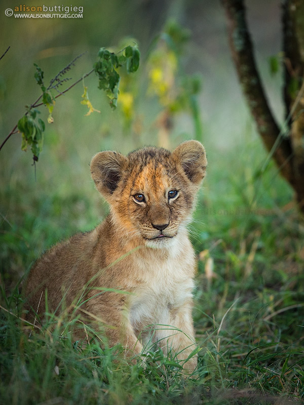 Little lion cub in the Masai Mara, Kenya