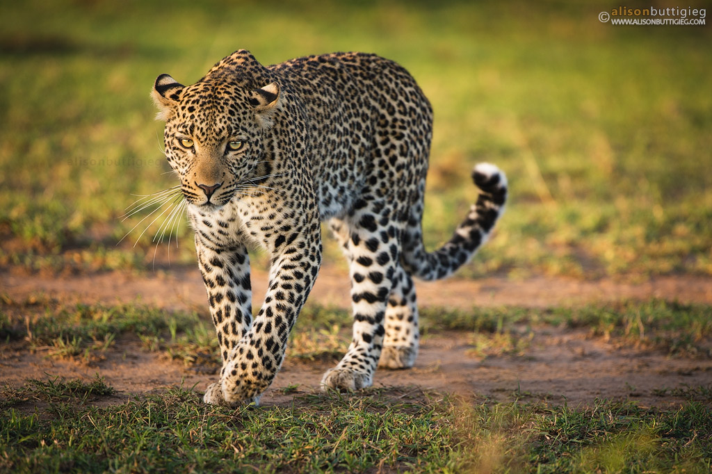 Fig the leopard - Masai Mara, Kenya