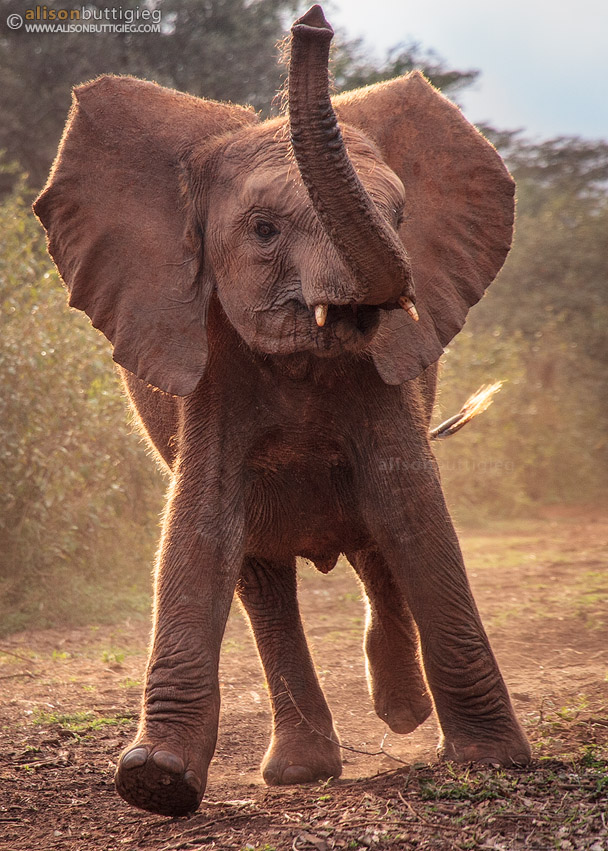 A very excited baby elephant at the David Sheldrick Wildlife Trust
