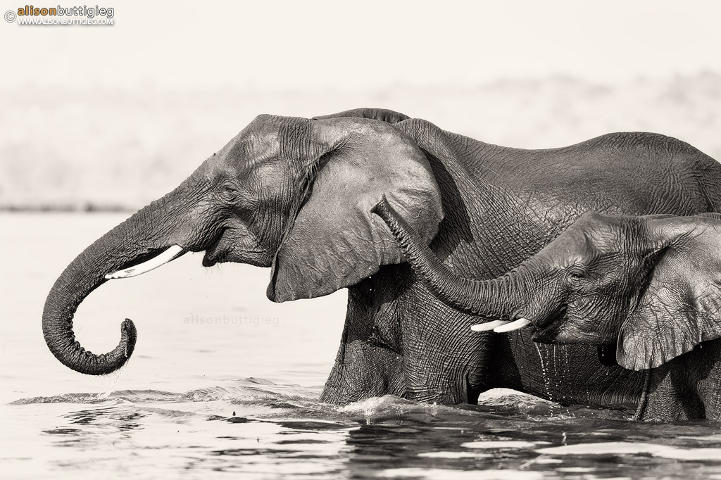 Elephants Drinking at the Chobe River, Botswana