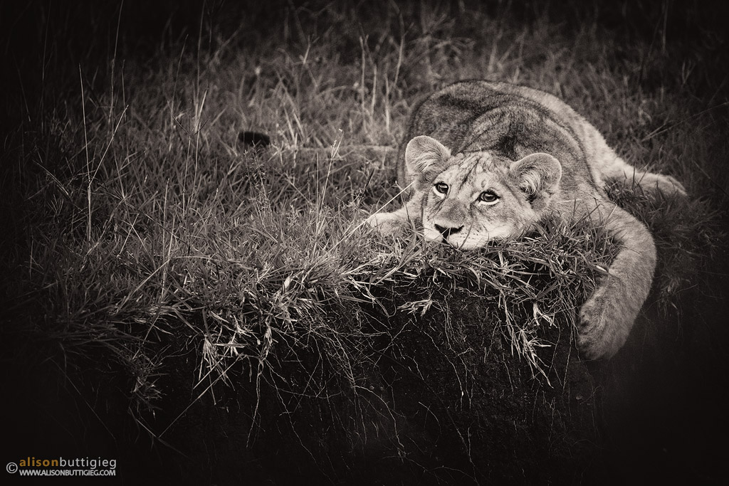 Lion Cub. Masai Mara, Kenya