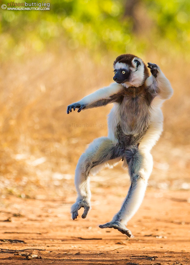 Got moves?  Verreaux’s Sifaka, Madagascar