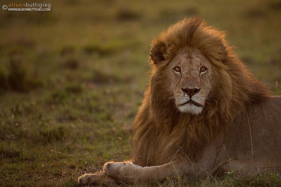 Backlit Lion in the Masai Mara, Kenya