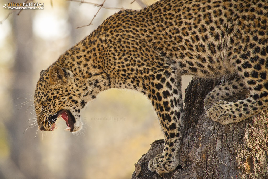 Hissing Leopard - South Luangwa, Zambia
