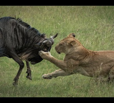 a-pride-of-lions-one-wildebeest-and-heavy-rain-masai-mara-hd
