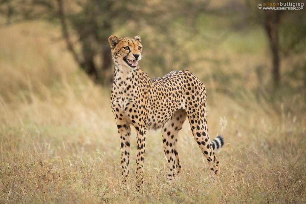 Chirping Cheetah - Samburu, Kenya