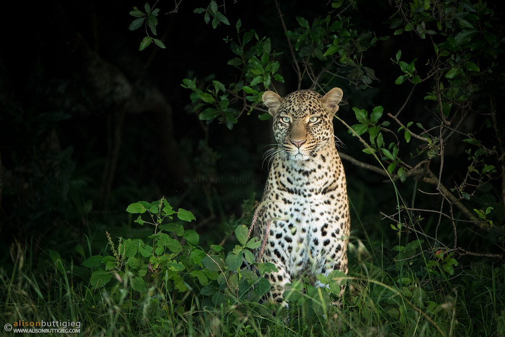 Prett Girl the Leopard. Masai Mara, Kenya