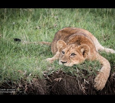 meet-the-lions-masai-mara-kenya-hd